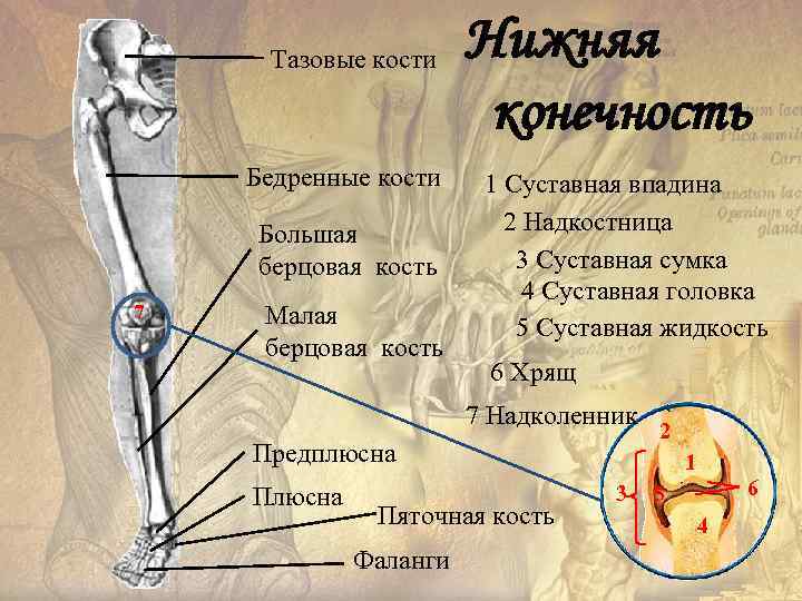 Тазовые кости Бедренные кости Большая берцовая кость 7 Малая берцовая кость Нижняя конечность 1