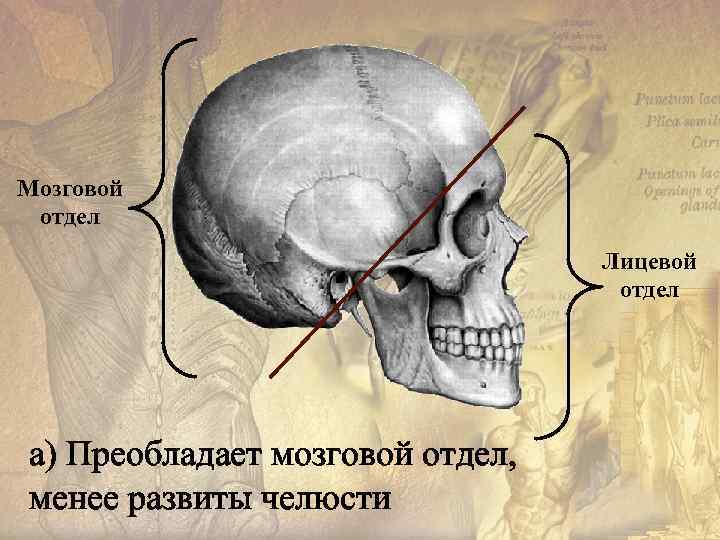 Мозговой отдел Лицевой отдел а) Преобладает мозговой отдел, менее развиты челюсти 