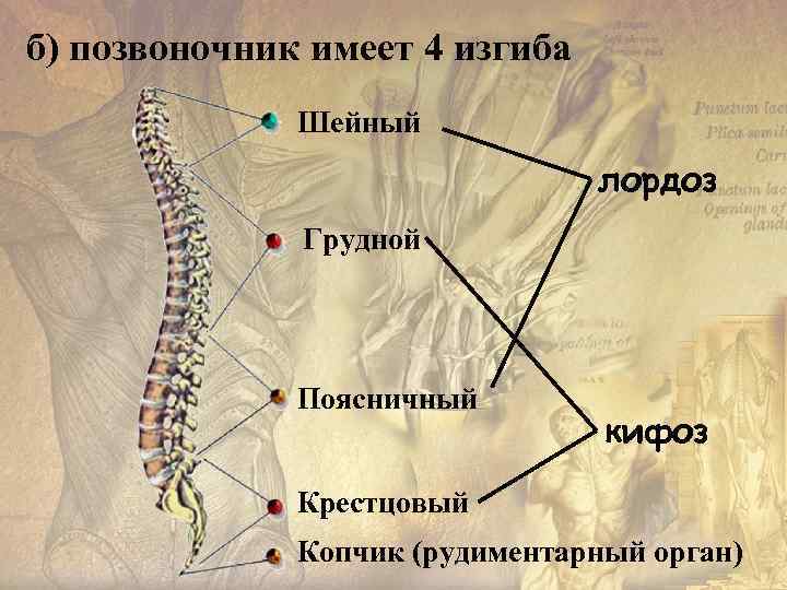 б) позвоночник имеет 4 изгиба Шейный лордоз Грудной Поясничный кифоз Крестцовый Копчик (рудиментарный орган)