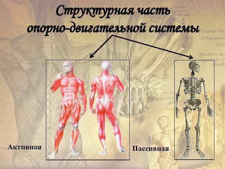 Структурная часть опорно-двигательной системы Активная Пассивная 