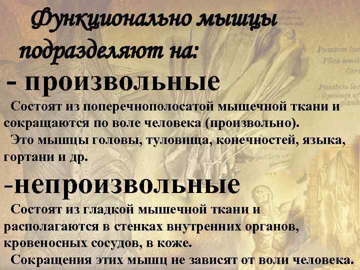 Функционально мышцы подразделяют на: - произвольные Состоят из поперечнополосатой мышечной ткани и сокращаются по