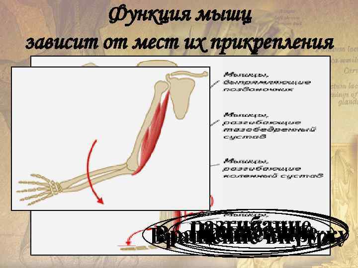 Функция мышц зависит от мест их прикрепления разгибание сгибание Приведение Отведение Вращение наружу Вращение