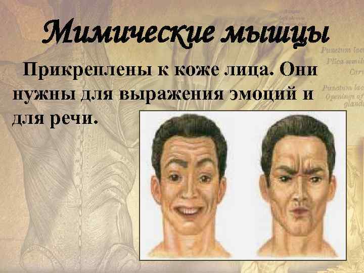 Мимические мышцы Прикреплены к коже лица. Они нужны для выражения эмоций и для речи.