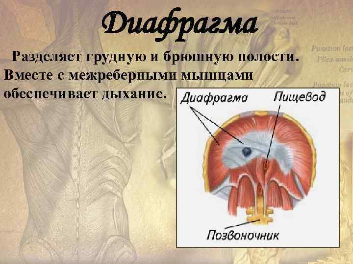 Диафрагма Разделяет грудную и брюшную полости. Вместе с межреберными мышцами обеспечивает дыхание. 