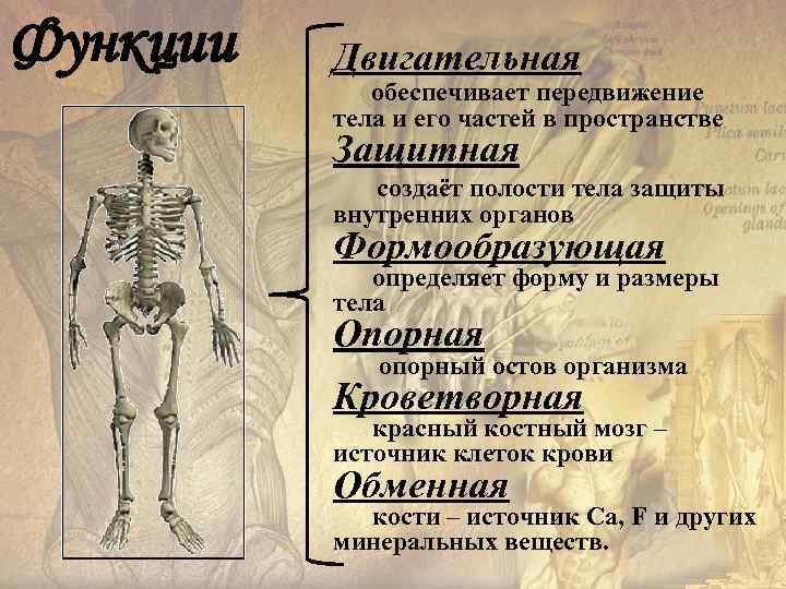 Функции Двигательная обеспечивает передвижение тела и его частей в пространстве Защитная создаёт полости тела