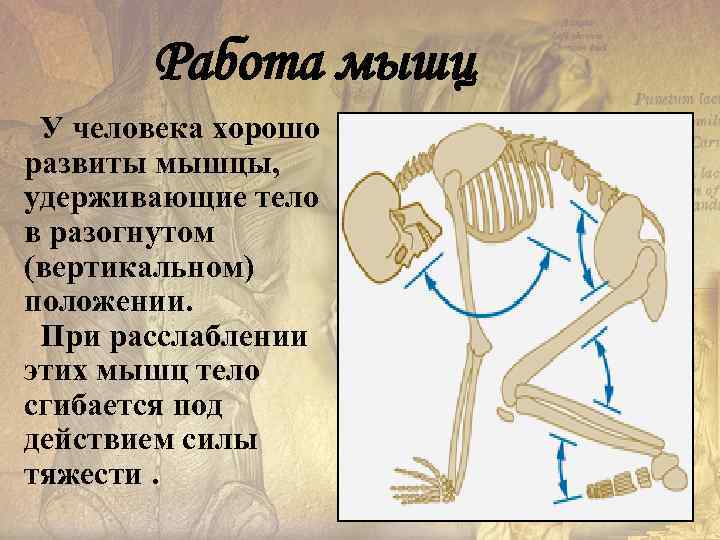 Работа мышц У человека хорошо развиты мышцы, удерживающие тело в разогнутом (вертикальном) положении. При