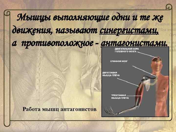 Мышцы выполняющие одни и те же движения, называют синергистами, а противоположное - антагонистами. Работа