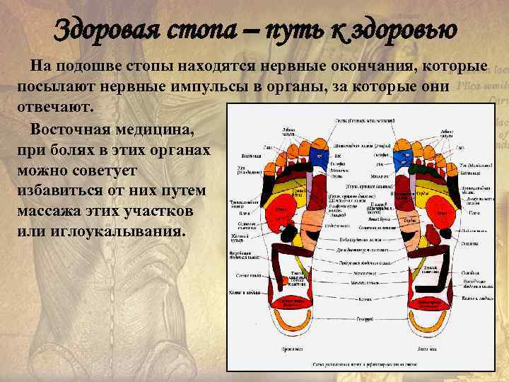 Здоровая стопа – путь к здоровью На подошве стопы находятся нервные окончания, которые посылают