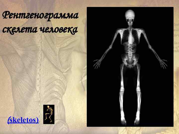 Рентгенограмма скелета человека (skeletos) 