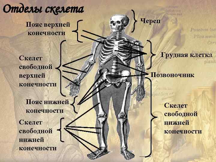 Отделы скелета Пояс верхней конечности Скелет свободной верхней конечности Пояс нижней конечности Скелет свободной