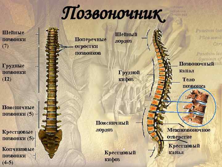 Позвоночник Шейные позвонки (7) Грудные позвонки (12) Поперечные отростки позвонков Шейный лордоз Грудной кифоз