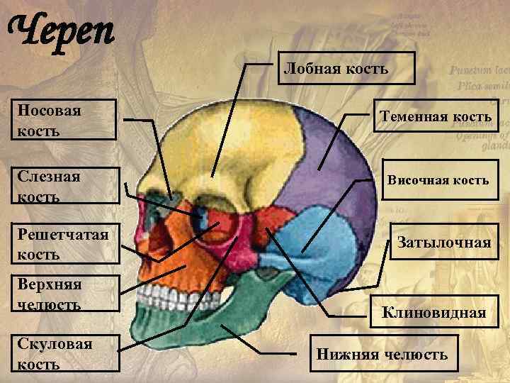 Череп Лобная кость Носовая кость Теменная кость Слезная кость Височная кость Решетчатая кость Верхняя