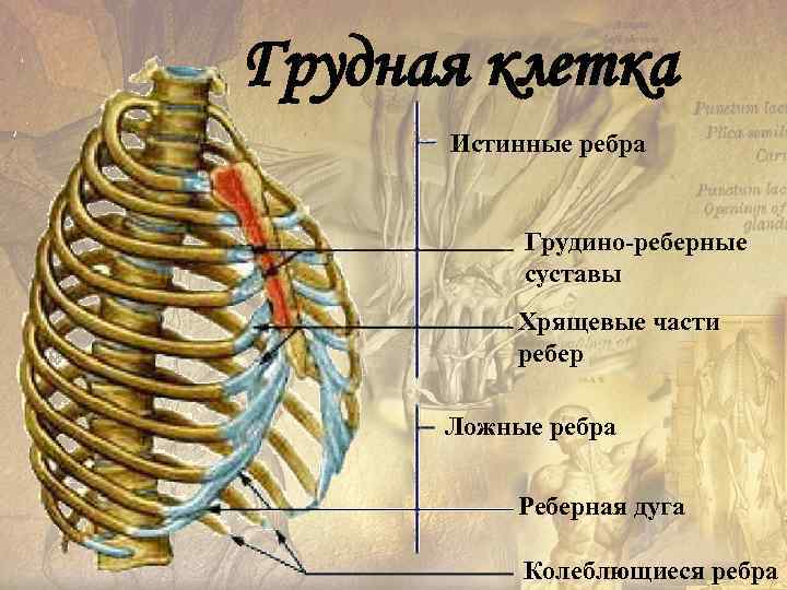 Грудная клетка Истинные ребра Грудино-реберные суставы Хрящевые части ребер Ложные ребра Реберная дуга Колеблющиеся