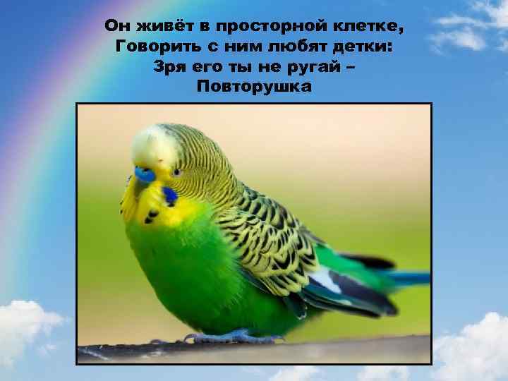 Он живёт в просторной клетке, Говорить с ним любят детки: Зря его ты не