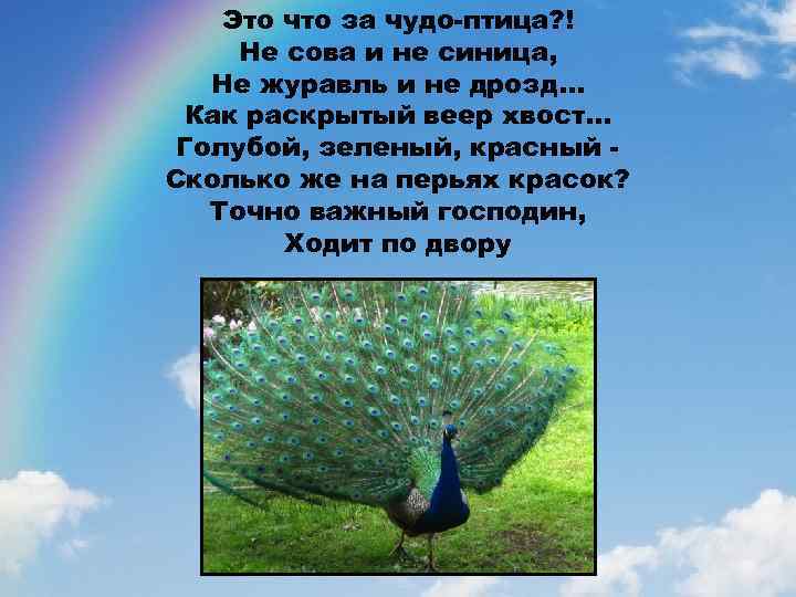 Это что за чудо-птица? ! Не сова и не синица, Не журавль и не