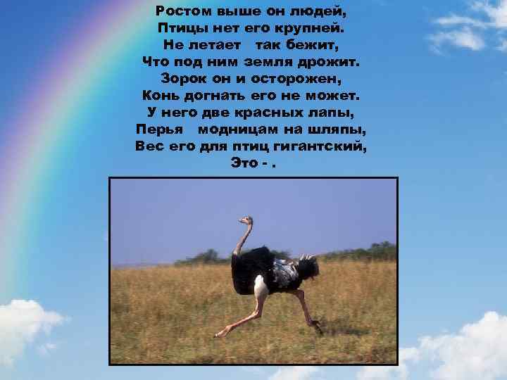 Ростом выше он людей, Птицы нет его крупней. Не летает так бежит, Что под