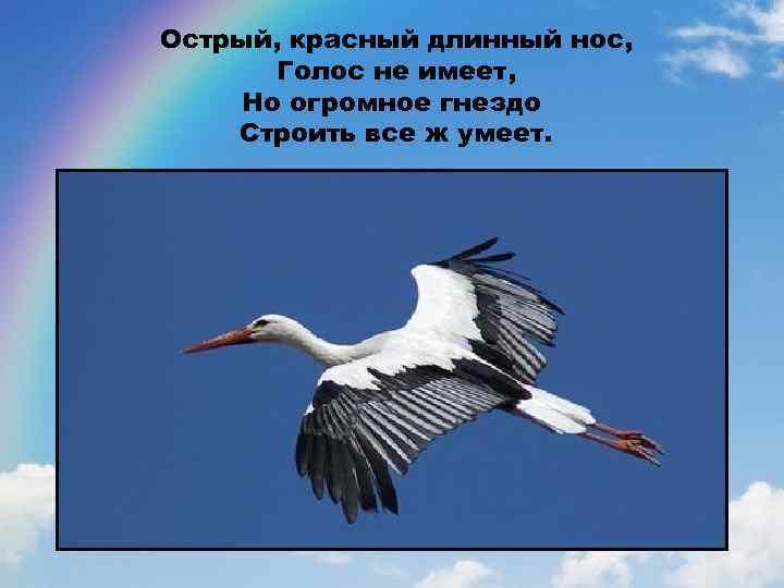 Острый, красный длинный нос, Голос не имеет, Но огромное гнездо Строить все ж умеет.