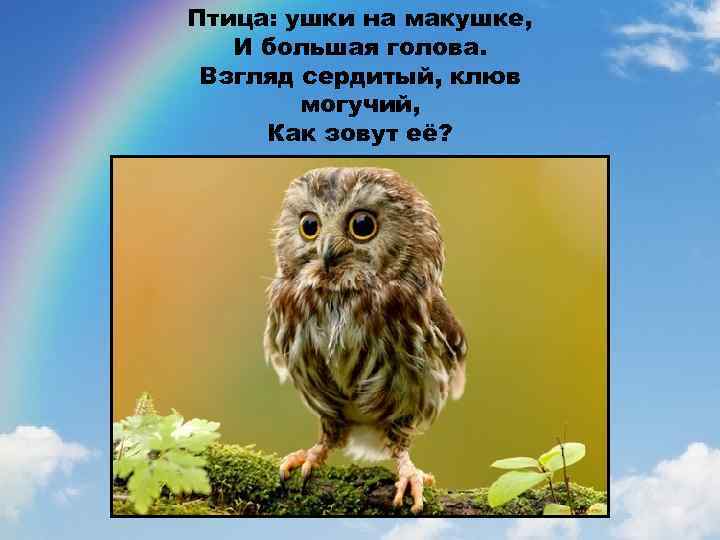 Птица: ушки на макушке, И большая голова. Взгляд сердитый, клюв могучий, Как зовут её?