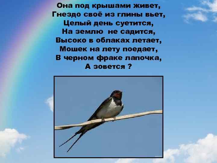 Она под крышами живет, Гнездо своё из глины вьет, Целый день суетится, На землю