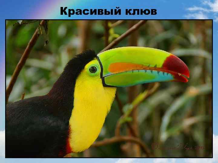 Красивый клюв 