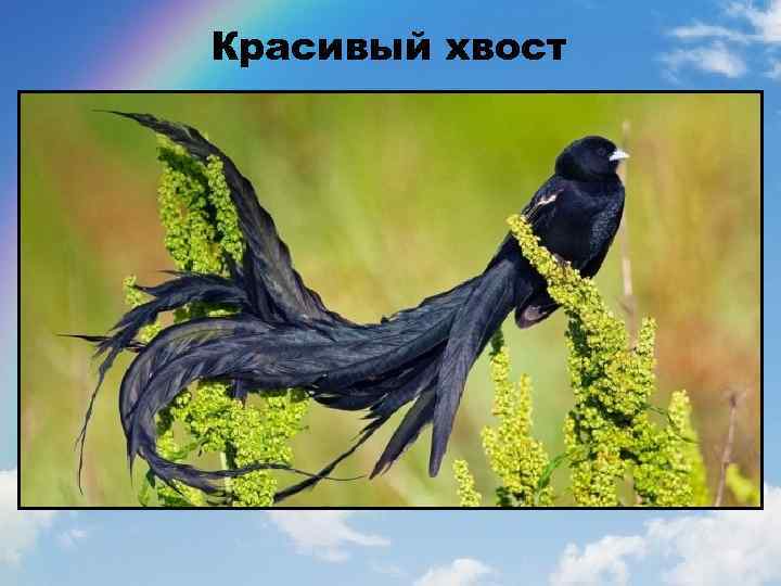 Красивый хвост 