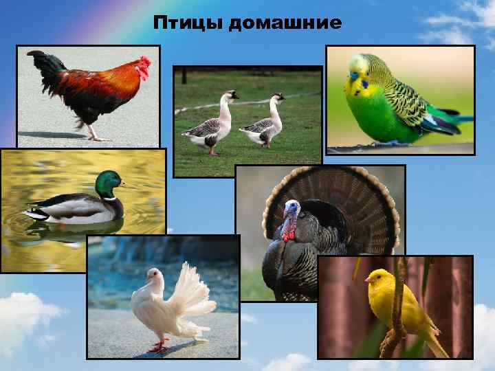Птицы домашние 