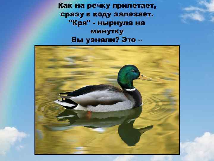 Как на речку прилетает, сразу в воду залезает. "Кря" - нырнула на минутку Вы
