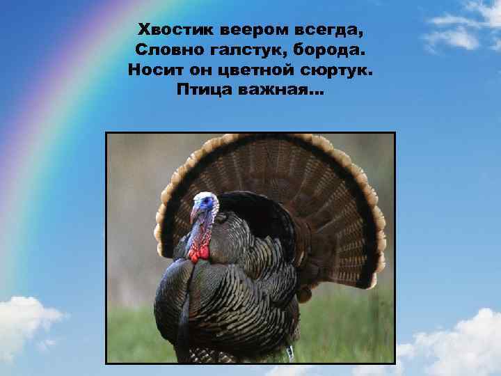 Хвостик веером всегда, Словно галстук, борода. Носит он цветной сюртук. Птица важная… 