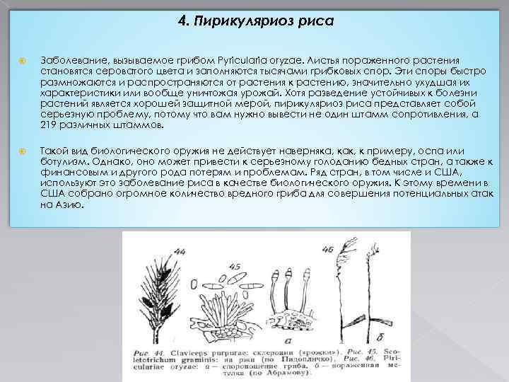 Цикл риса. Пирикуляриоз риса. Болезни риса пирикуляриоз. Пирикуляриоз риса биологическое оружие. Четвертое место. Пирикуляриоз риса..