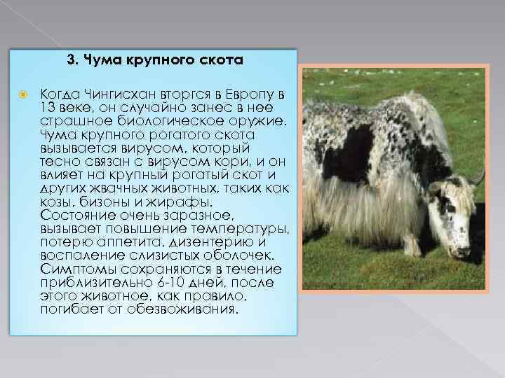3. Чума крупного скота Когда Чингисхан вторгся в Европу в 13 веке, он случайно