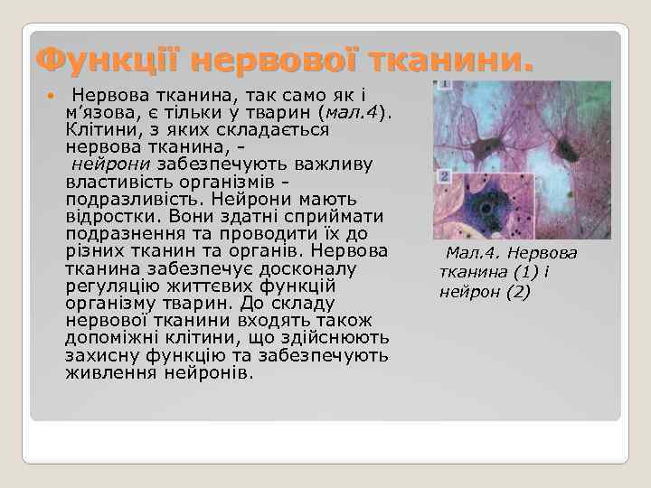 Функції нервової тканини. Нервова тканина, так само як і м’язова, є тільки у тварин