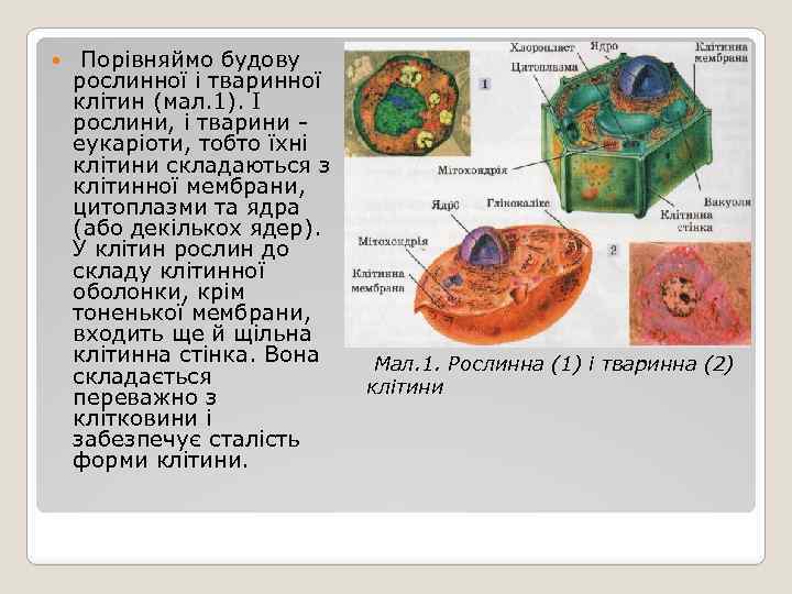  Порівняймо будову рослинної і тваринної клітин (мал. 1). І рослини, і тварини -