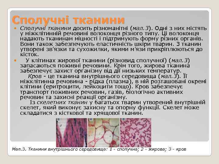 Сполучні тканини досить різноманітні (мал. 3). Одні з них містять у міжклітинній речовині волоконця