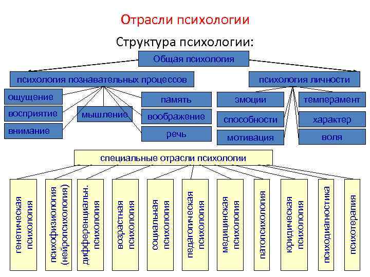 Отрасли психологии Структура психологии: Общая психология познавательных процессов ощущение восприятие психология личности память внимание