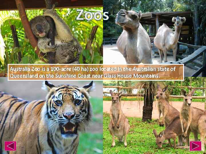 Zoos Australia Zoo is a 100 -acre (40 ha) zoo located in the Australian