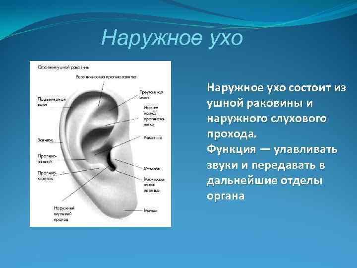 Характеристика уха человека