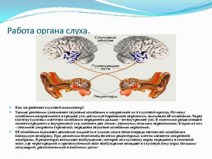 Последовательность звуковых колебаний передаются к рецепторам