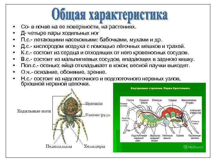 Особенности паукообразных. Четыре пары ходильных ног. Класс паукообразные общая характеристика. У паука четыре пары ходильных ног.