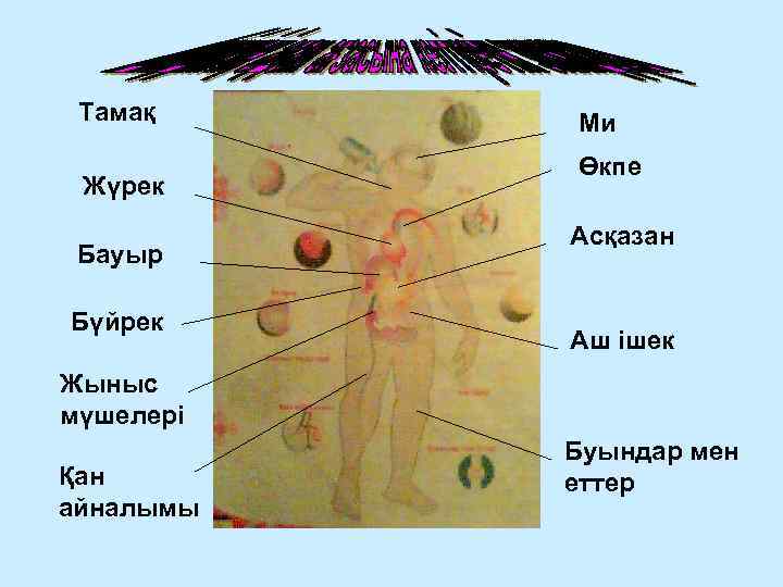 Тамақ Жүрек Бауыр Бүйрек Ми Өкпе Асқазан Аш ішек Жыныс мүшелері Қан айналымы Буындар