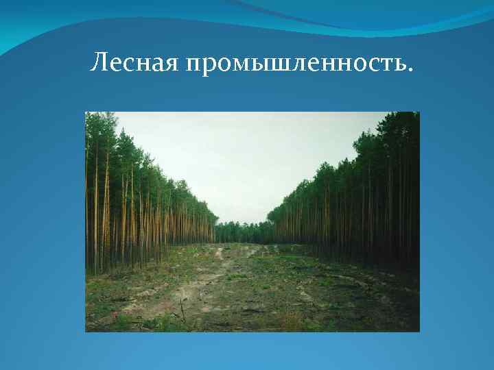 Отраслями лесной промышленности являются. Проект Лесная промышленность. Лесная промышленность 3 класс. Лесная промышленность краткое. Лесная промышленность 4 класс.