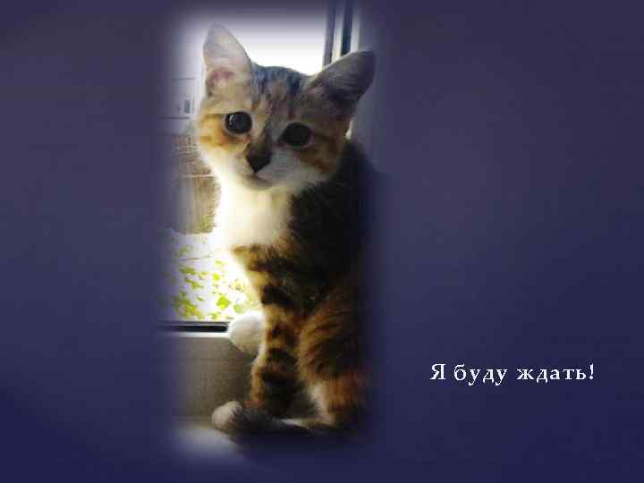 Я буду ждать! 