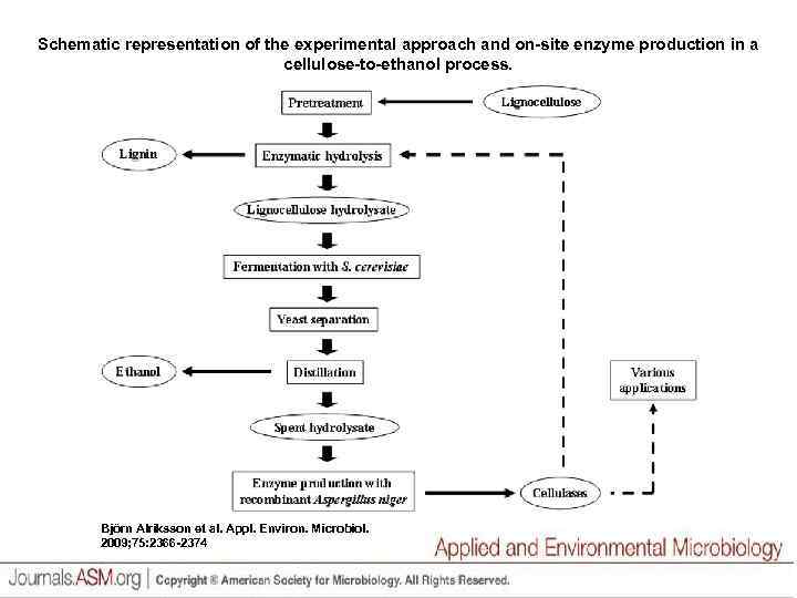 Schematic representation of the experimental approach and on-site enzyme production in a cellulose-to-ethanol process.