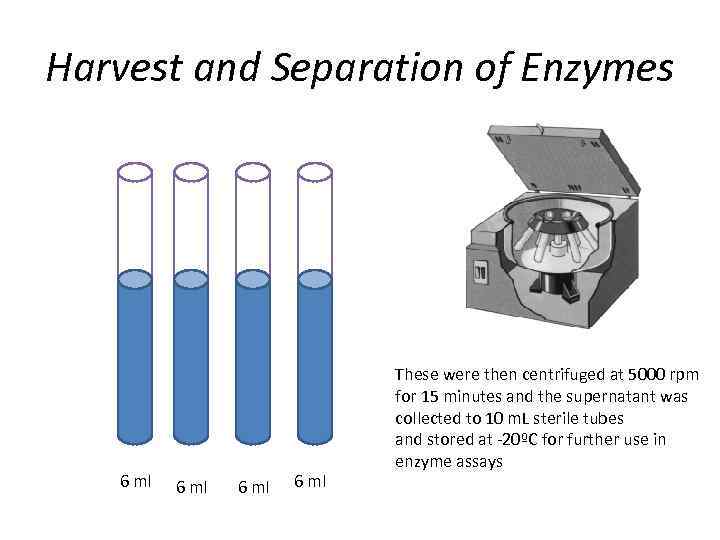 Harvest and Separation of Enzymes 6 ml These were then centrifuged at 5000 rpm