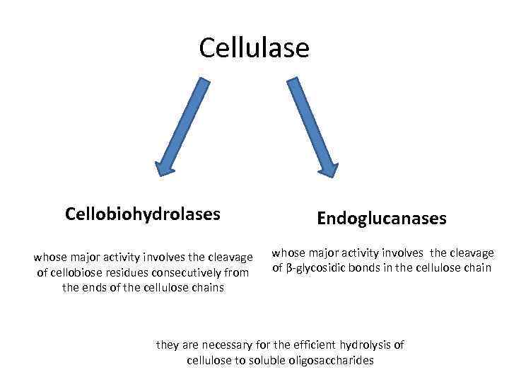 Cellulase Cellobiohydrolases Endoglucanases whose major activity involves the cleavage of cellobiose residues consecutively from