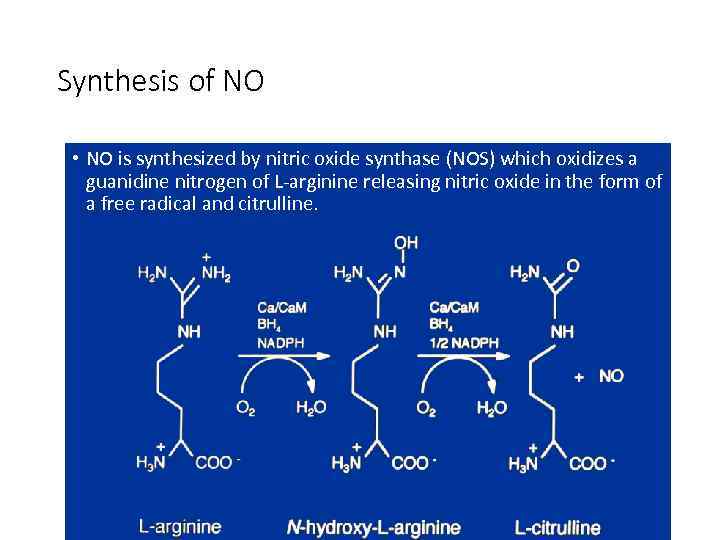 Synthesis of NO • NO is synthesized by nitric oxide synthase (NOS) which oxidizes