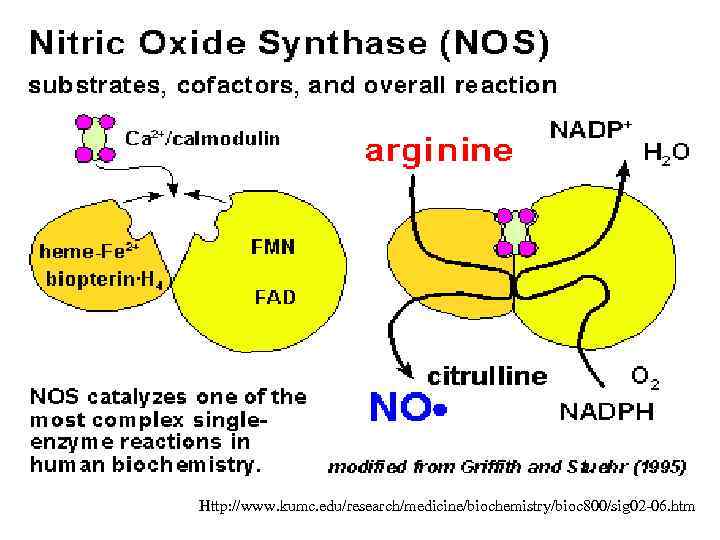 Biological Effects Of Nitric Oxide And Its Role 5932