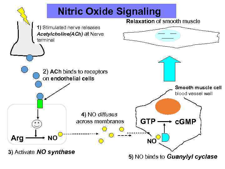 Nitric Oxide Signaling Relaxation of smooth muscle 1) Stimulated nerve releases Acetylcholine(ACh) at Nerve