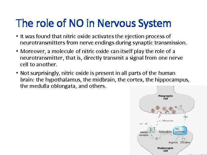 The role of NO in Nervous System • It was found that nitric oxide