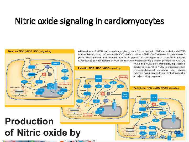 Nitric oxide signaling in cardiomyocytes 