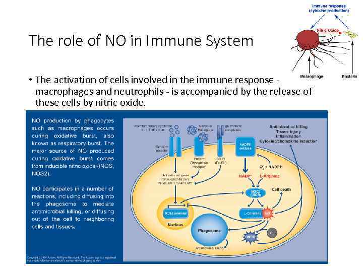 The role of NO in Immune System • The activation of cells involved in